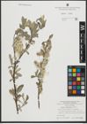 Foto von Salix salviifolia Brot.